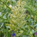 Trisetaria panicea flower picture by Sergio costantini (cc-by-sa)