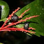 Reinhardtia simplex flower picture by Nelson Zamora Villalobos (cc-by-nc)