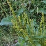 Rumex longifolius flower picture by bio natalie (cc-by-sa)