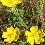 Potentilla hirta flower picture by Marylin G (cc-by-sa)