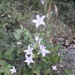 Campanula rapunculus flower picture by MERDY Patrice (cc-by-sa)