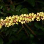 Geonoma cuneata fruit picture by Nelson Zamora Villalobos (cc-by-nc)