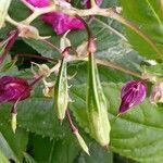 Impatiens glandulifera fruit picture by Fabrice Rubio (cc-by-sa)