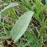 Melhania ovata leaf picture by susan brown (cc-by-sa)