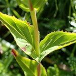 Epilobium duriaei leaf picture by Sylvain Piry (cc-by-sa)