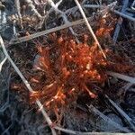 Drosera intermedia habit picture by Eli Small (cc-by-sa)