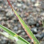 Agrostis foliata leaf picture by Fabien Anthelme (cc-by-sa)