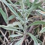 Helichrysum globosum leaf picture by susan brown (cc-by-sa)