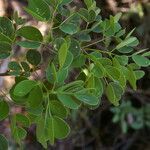 Havardia platyloba leaf picture by Nelson Zamora Villalobos (cc-by-nc)