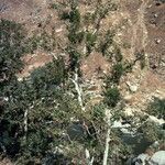 Platanus racemosa habit picture by Daniel Barthelemy (cc-by-nc)