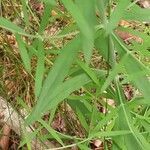 Linaria repens leaf picture by Dorothee Rugevics (cc-by-sa)