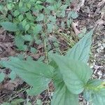 Spigelia marilandica leaf picture by Natures Guy (cc-by-sa)