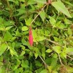 Fuchsia magellanica flower picture by Philip Constable (cc-by-sa)