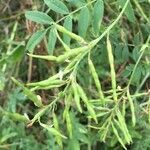 Galega officinalis fruit picture by Pierre Shi (cc-by-sa)