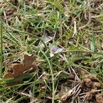 Romulea ramiflora habit picture by Sylvain Piry (cc-by-sa)