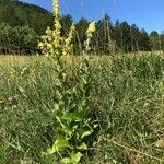 Verbascum lychnitis habit picture by Philippe Bissières (cc-by-sa)