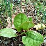 Rumex acetosa habit picture by paps sam (cc-by-sa)