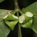 Faramea guianensis flower picture by R. Tournebize (cc-by-sa)