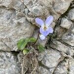 Viola suavis habit picture by Francois Mansour (cc-by-sa)