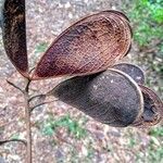 Schizolobium parahyba fruit picture by JP Corrêa Carvalho (cc-by-sa)