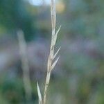 Festuca gautieri fruit picture by Yoan MARTIN (cc-by-sa)