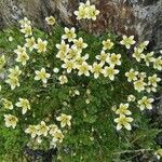 Saxifraga muscoides flower picture by kan mohi (cc-by-sa)