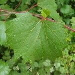 Vitis riparia leaf picture by Vidal Toni (cc-by-sa)