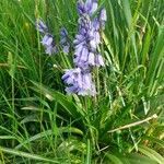 Hyacinthoides hispanica habit picture by Boumlik Messaïli (cc-by-sa)