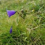 Campanula scheuchzeri habit picture by Sébastien Rombauts (cc-by-sa)