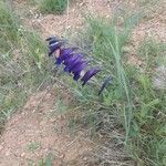 Gladiolus atroviolaceus flower picture by Ali Beyranvand (cc-by-sa)