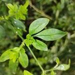 Jasminum mesnyi leaf picture by Adrian Tosonieri (cc-by-sa)