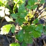 Ranunculus villarsii leaf picture by Rosa Westfierld (cc-by-sa)