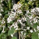 Syringa pubescens flower picture by ben vc (cc-by-sa)