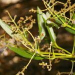 Avicennia bicolor habit picture by Nelson Zamora Villalobos (cc-by-nc)