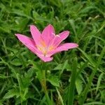 Zephyranthes rosea flower picture by S Nair (cc-by-sa)