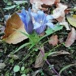 Gentiana scabra flower picture by Isabelle Bellin (cc-by-sa)