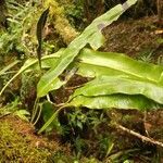 Elaphoglossum macropodium leaf picture by Schnittler Martin (cc-by-sa)