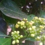 Psychotria capensis flower picture by emily wabuyele (cc-by-sa)