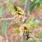 Indigofera suffruticosa flower picture by Trap Hers (cc-by-sa)