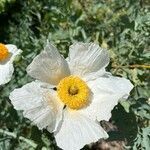 Romneya coulteri flower picture by Muscariaman (cc-by-sa)