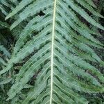 Blechnum brasiliense leaf picture by Silva Flavio Luiz (cc-by-sa)