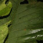 Pentagonia hirsuta leaf picture by Nelson Zamora Villalobos (cc-by-nc)