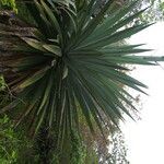 Furcraea cabuya habit picture by Nelson Zamora Villalobos (cc-by-nc)