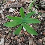 Polygonatum multiflorum leaf picture by Thekla Mallonn (cc-by-sa)