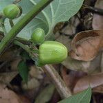 Passiflora holosericea fruit picture by Nelson Zamora Villalobos (cc-by-nc)