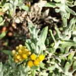 Helichrysum revolutum flower picture by Maarten Vanhove (cc-by-sa)