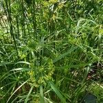 Cyperus alternifolius flower picture by Marjan van Eijndhoven (cc-by-sa)