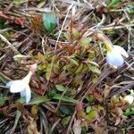 Houstonia caerulea habit picture by Yves SPM (cc-by-sa)