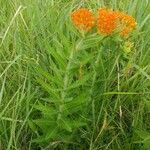 Asclepias tuberosa habit picture by Keith Gebhardt (cc-by-sa)