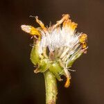 Senecio leucanthemifolius fruit picture by Martin Bishop (cc-by-sa)